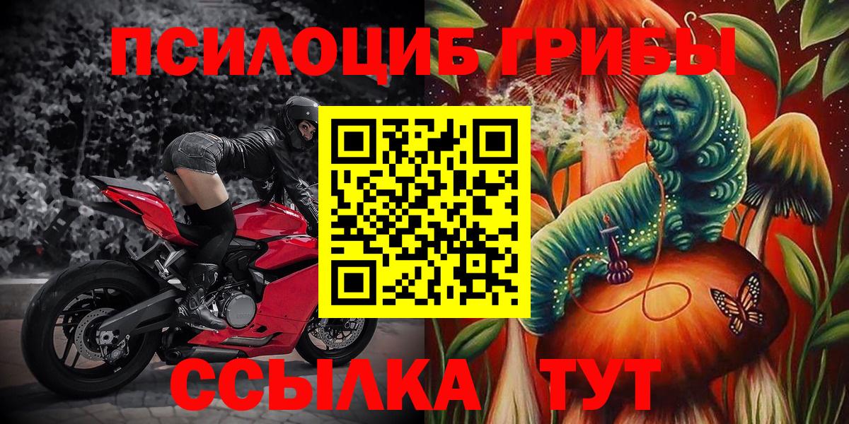 Псилоцибиновые грибы Psilocybe Медногорск